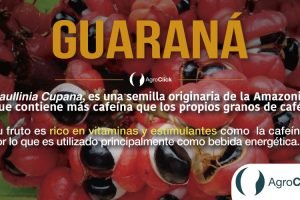 guarana,tips,agricultura,agroclick,agroteach,blog,