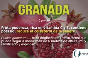 granada,agroteach,agroclick,blog agroteach