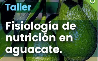 Taller: Fisiologia De Nutricion En Aguacate