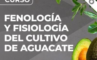 Curso de Fenología y Fisiología del Cultivo de Aguacate